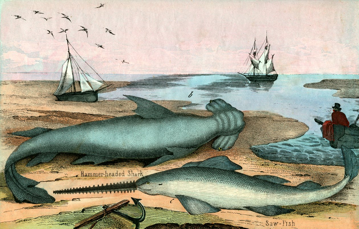 Hammerhead Shark and Sawfish by American School