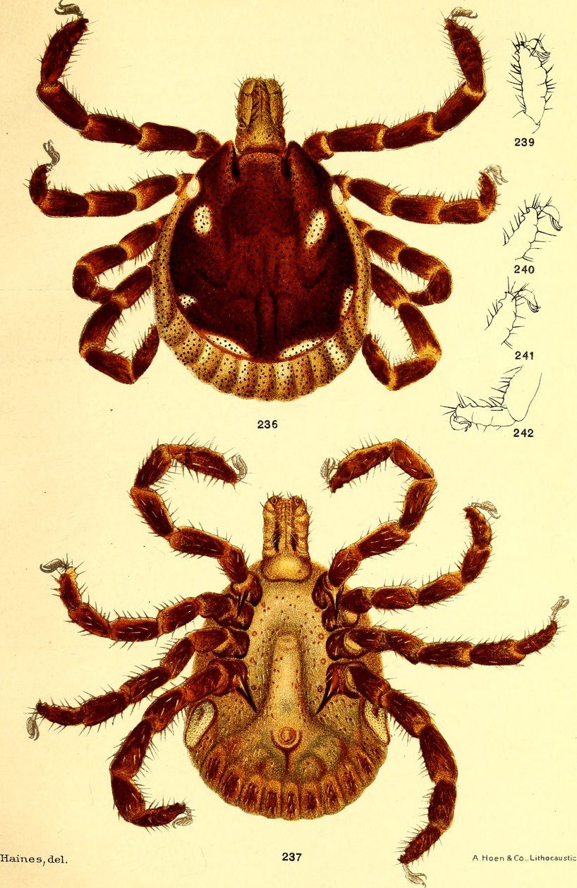 Male Ablyomma Americanum, illustration from 