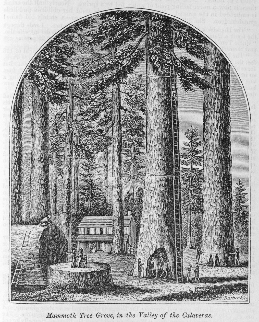 Mammoth Tree Grove in the Valley of the Calaveras, from 