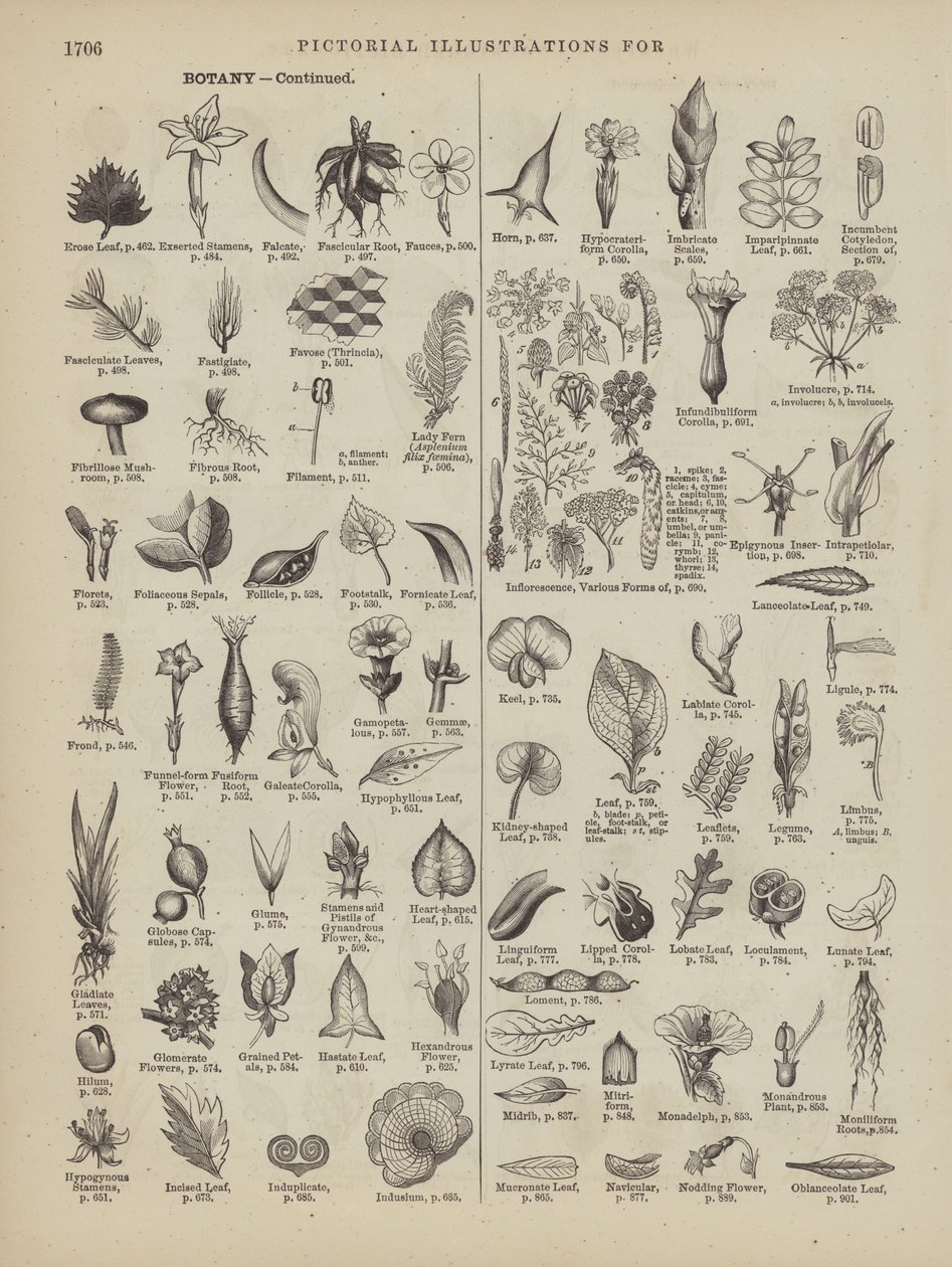 Page from Webster