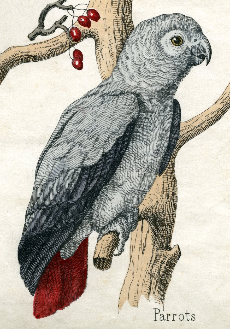 Parrot, from The Natural History of Animals by American School
