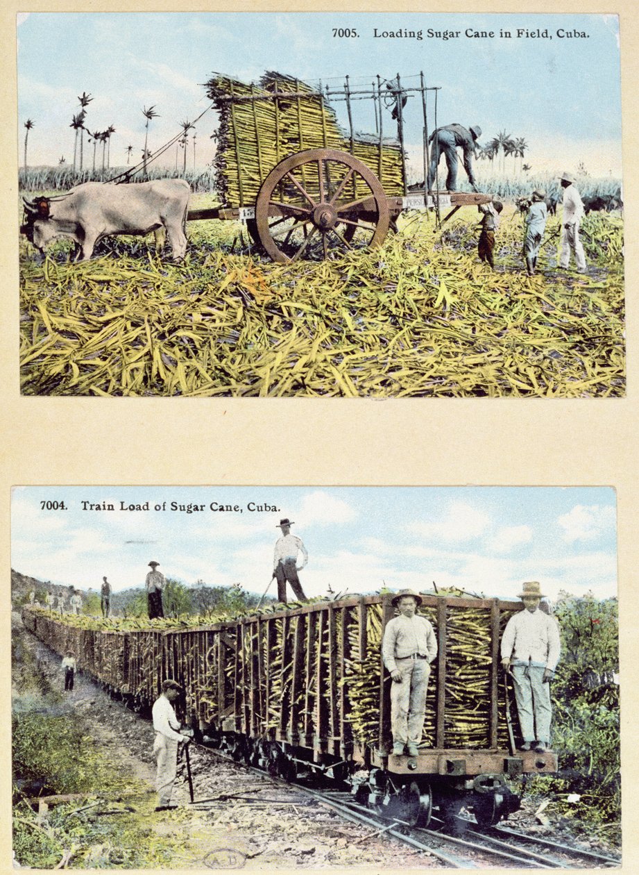 Postcards depicting sugar cane plantations in Cuba, c.1910 by American School
