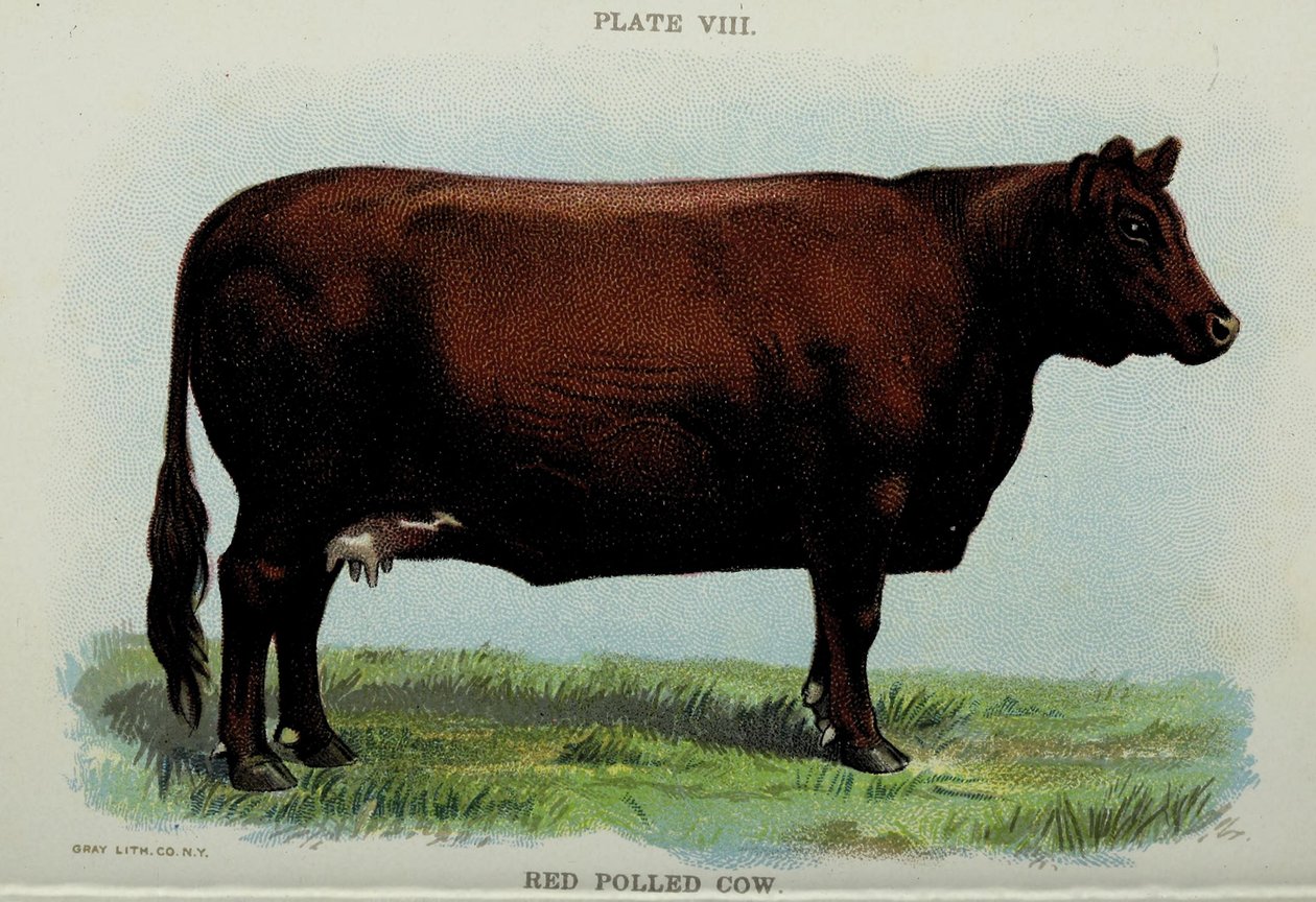 Red Polled Cow, from 