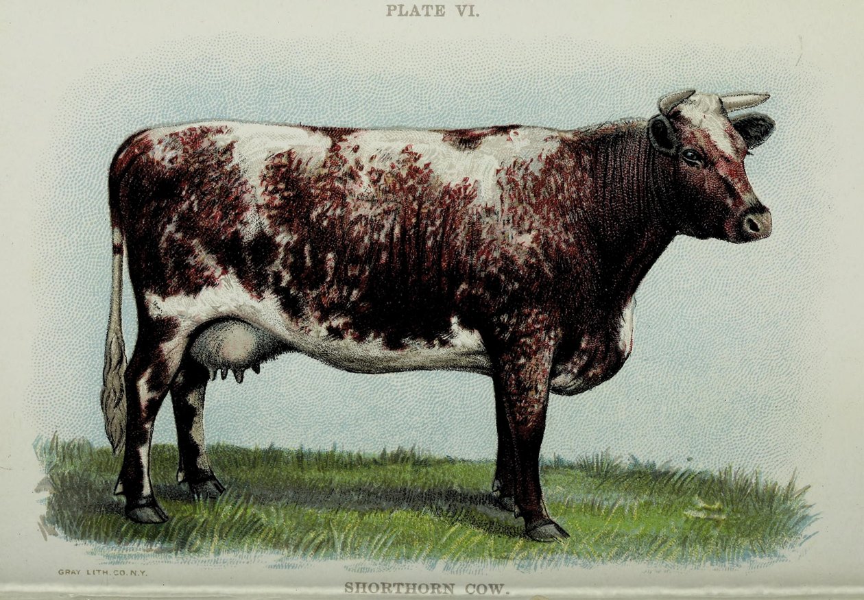 Shorthorn cow, from "Biggle Cow Book" by Jacob Biggle, 1898 by American School