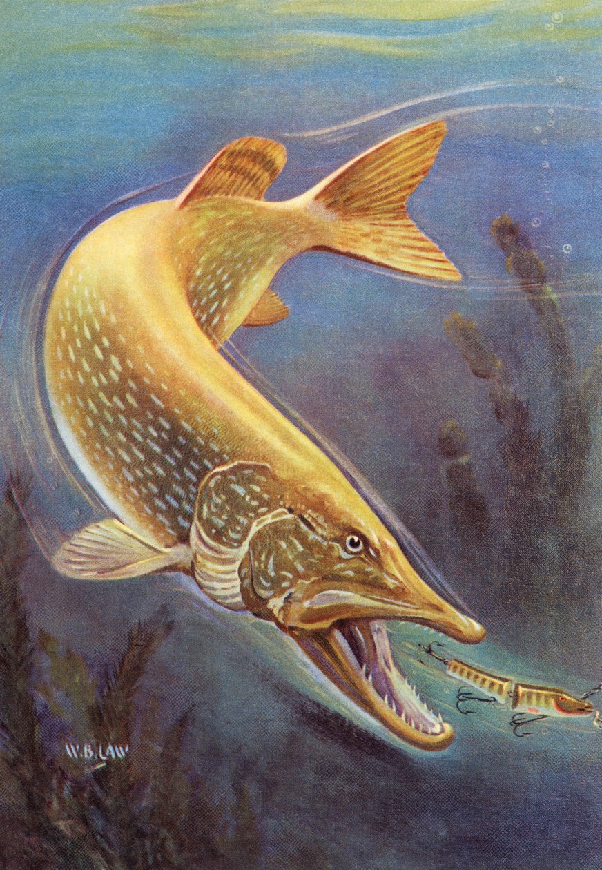Sport Fishing: Northern Pike Striking a Lure by American School