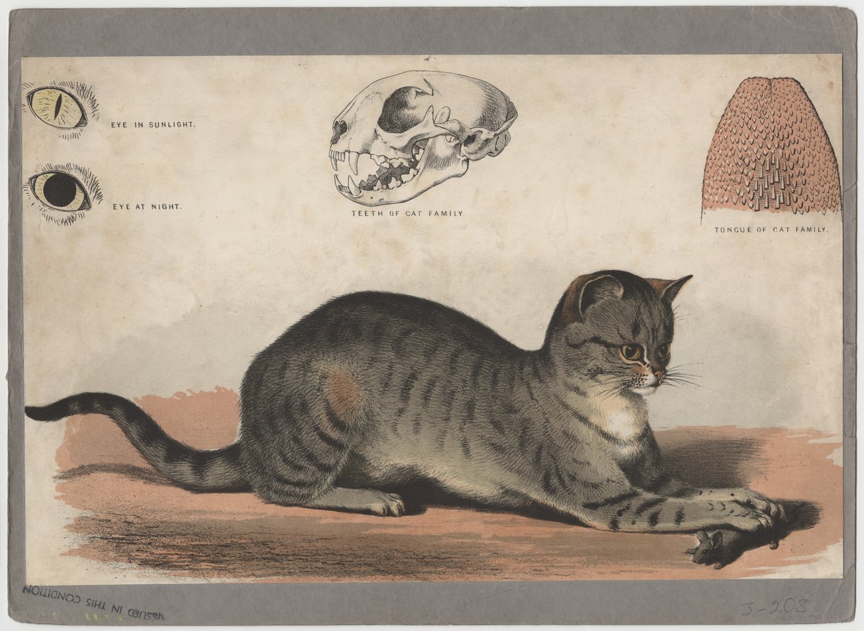 The Cat by American School