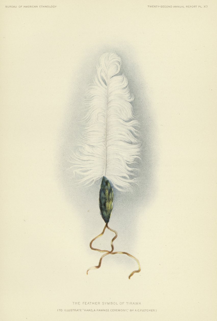 The feather symbol of Tirawa by American School
