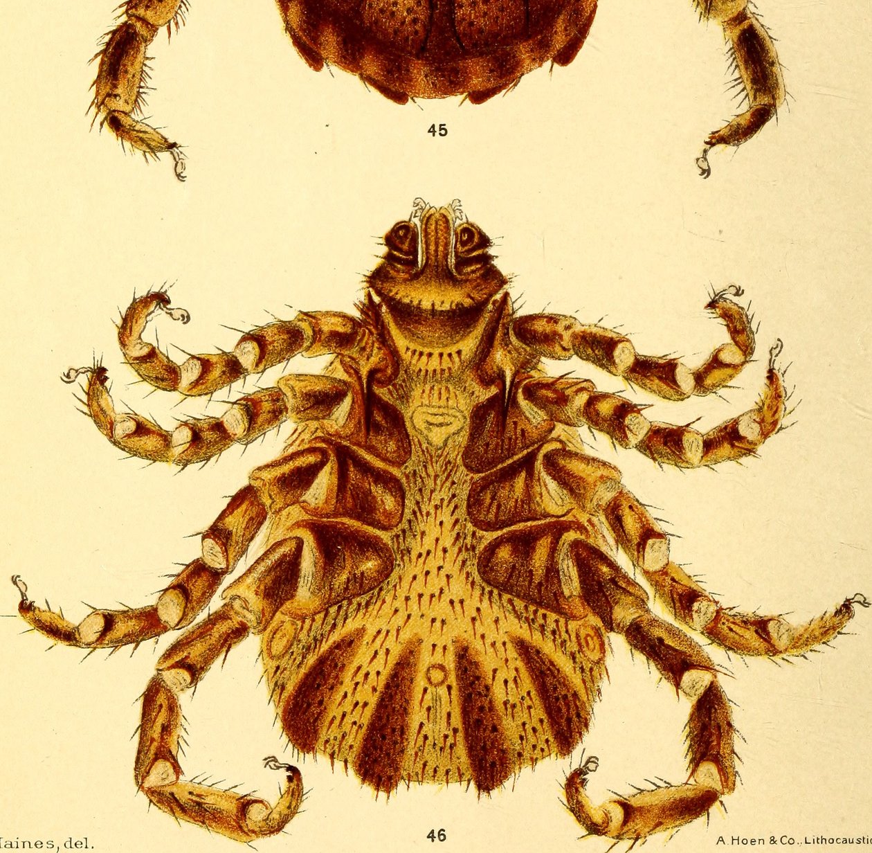 Ventral view of male Boophilus Annulatus, illustration from "Cattle ticks" by American School
