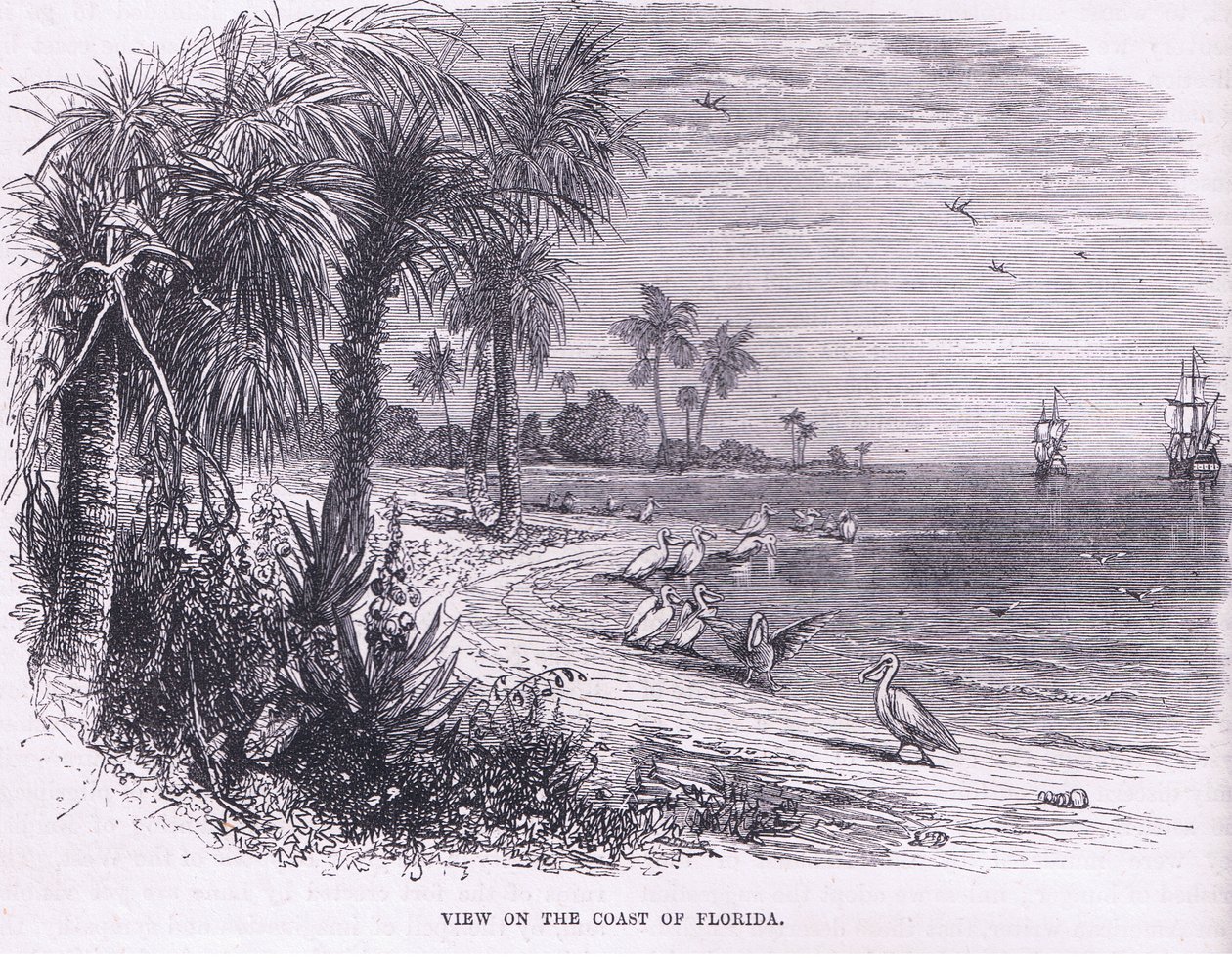 View of the coast of Florida, illustration from Cassell