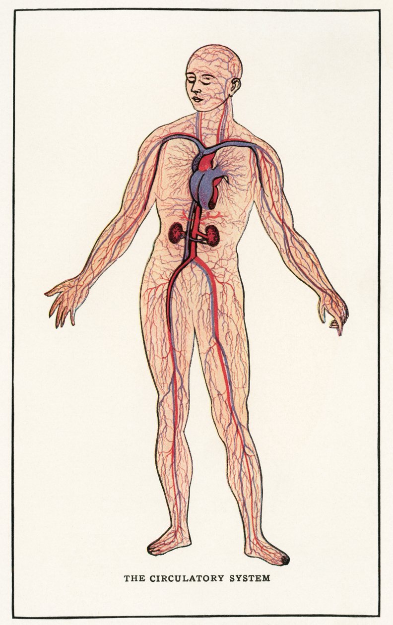 Vintage Anatomical Print of the Human Circulatory System by American School