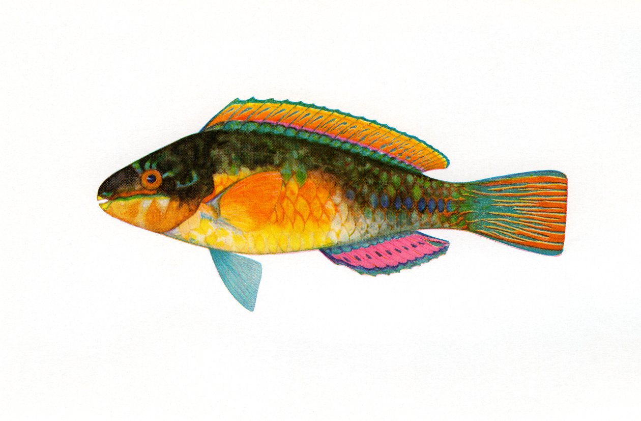 Vintage Print of a Bullethead Parrotfish by American School