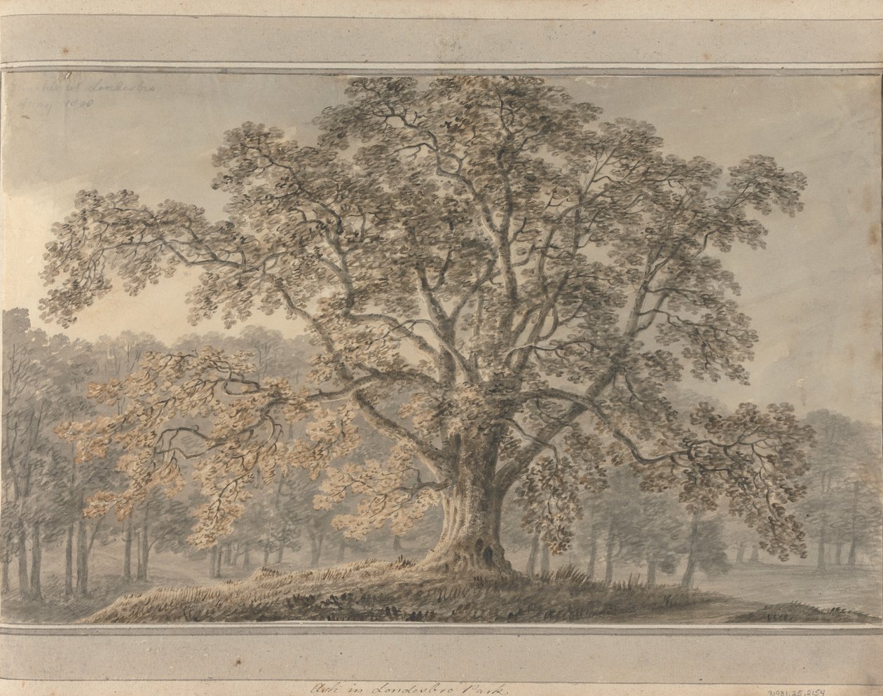 Ash in Londesbro Park, May 1800 by Amos Green