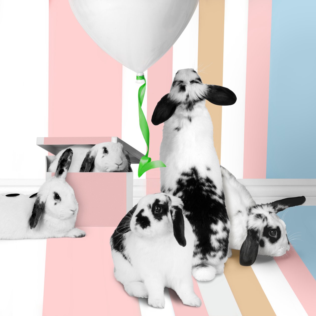 Bunnies 01 by Ana Carolina Tavares Mizrahi