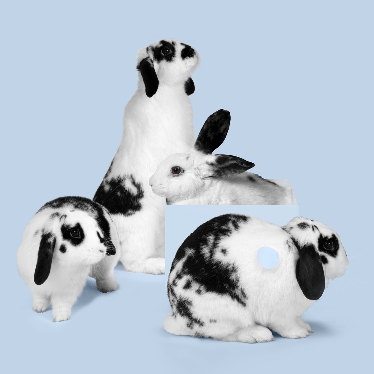 Bunnies 03 by Ana Carolina Tavares Mizrahi