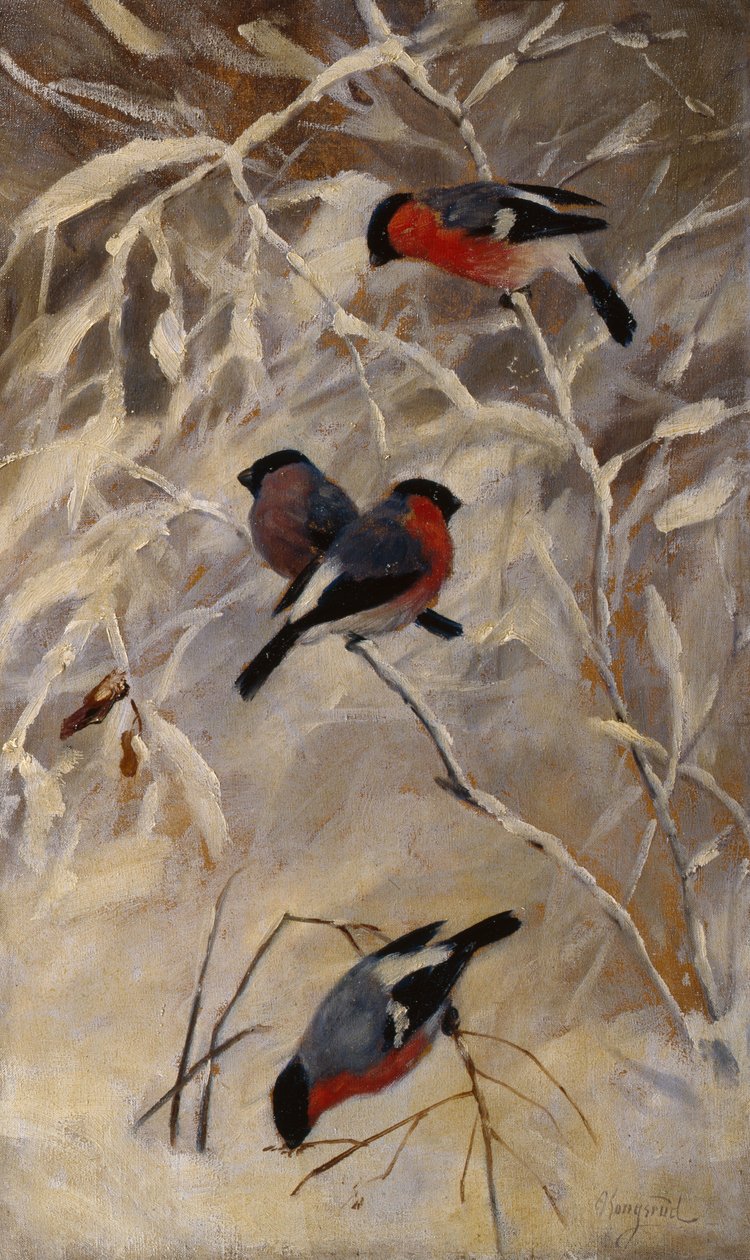 Bullfinches by Anders Kongsrud