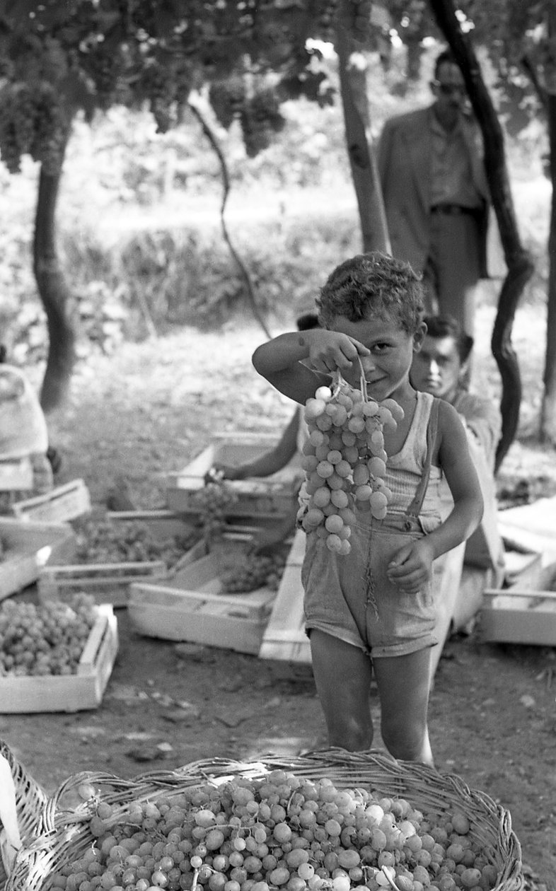 Bitter Grapes - Child with Cluster by Ando Gilardi