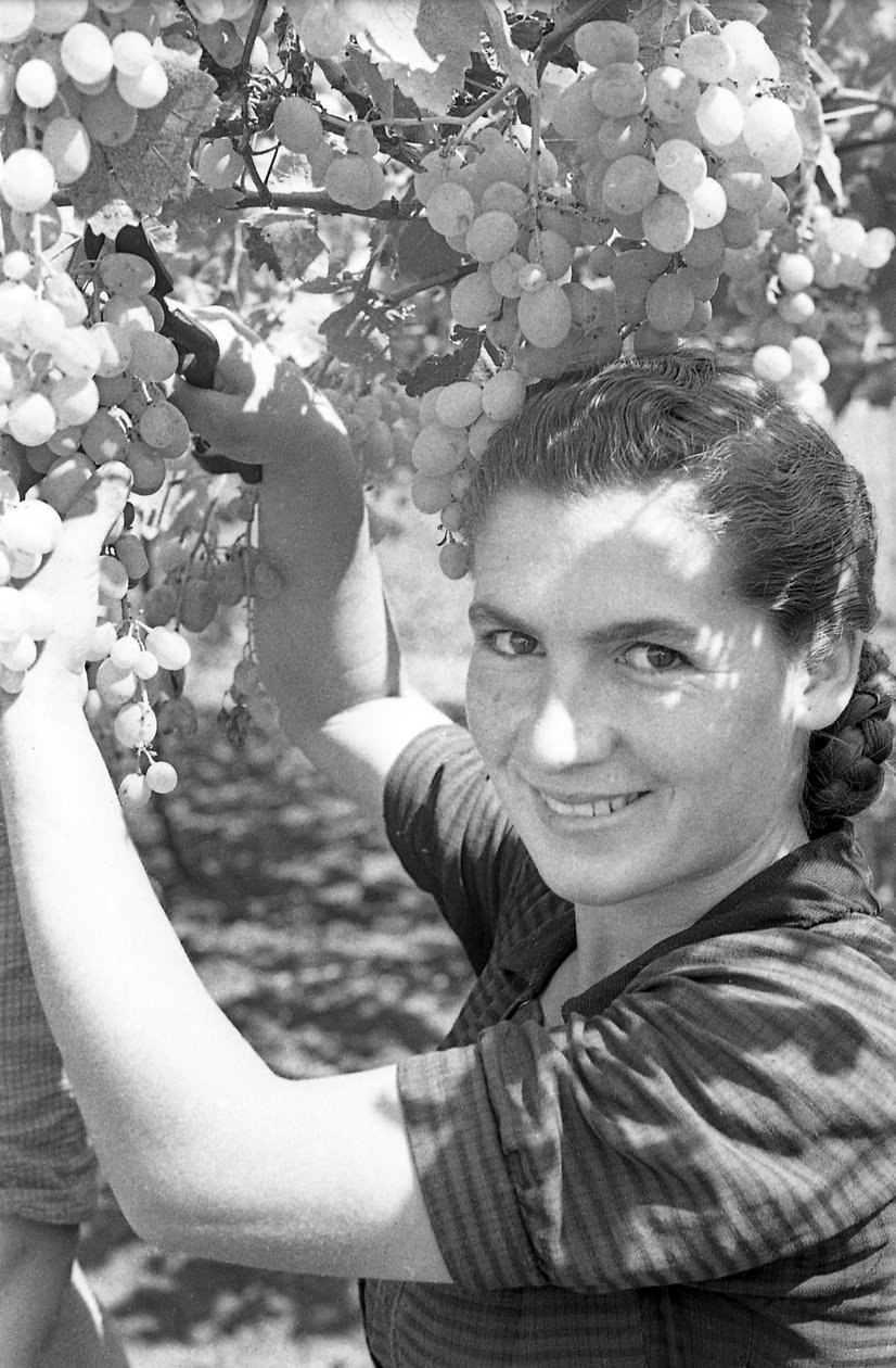 Bitter Grapes - Grape Harvest by Ando Gilardi