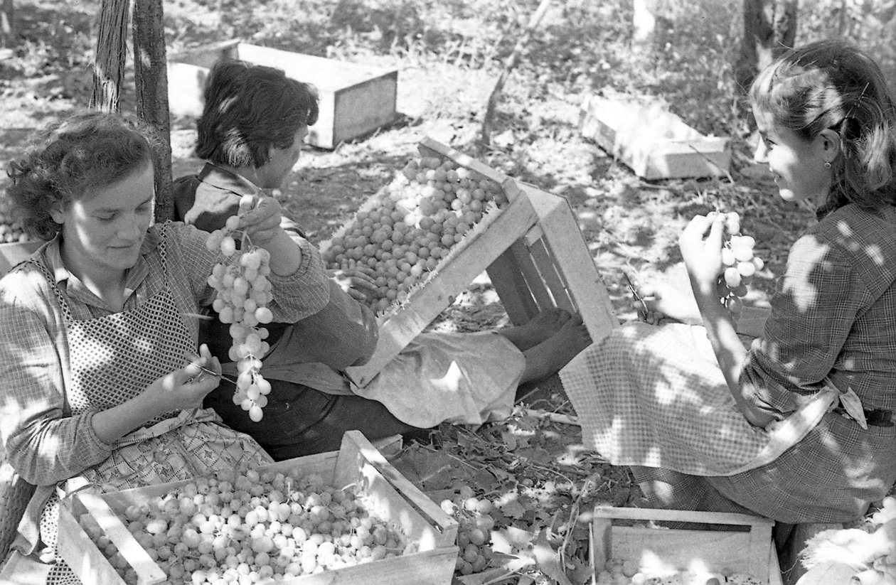 Bitter Grapes - Packaging Under Pergolas by Ando Gilardi