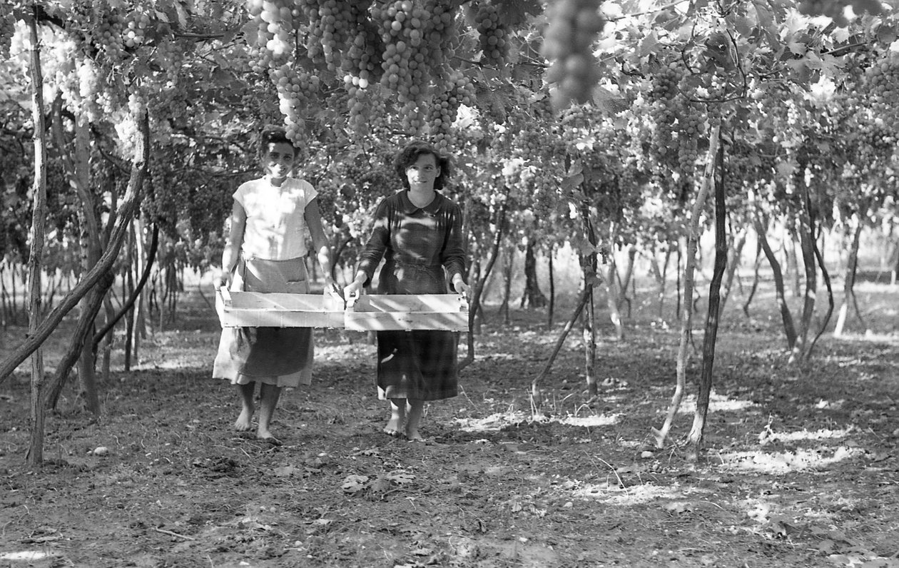 Bitter Grapes - The Harvesters by Ando Gilardi