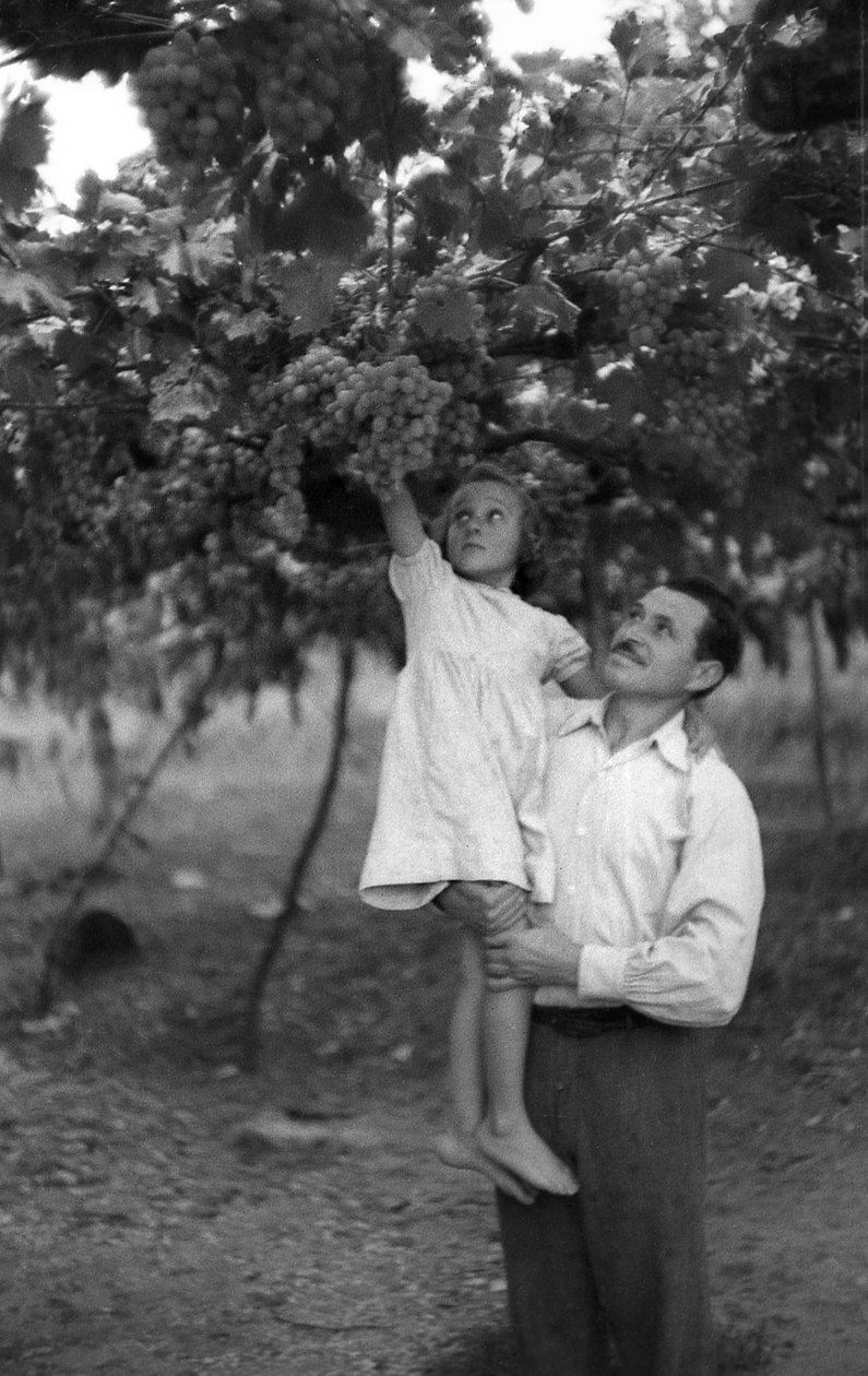 Bitter Grapes - The Height of the Pergola by Ando Gilardi