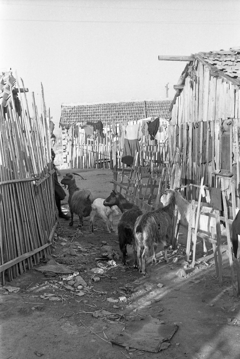 Crotone - Goats Among the Shacks by Ando Gilardi