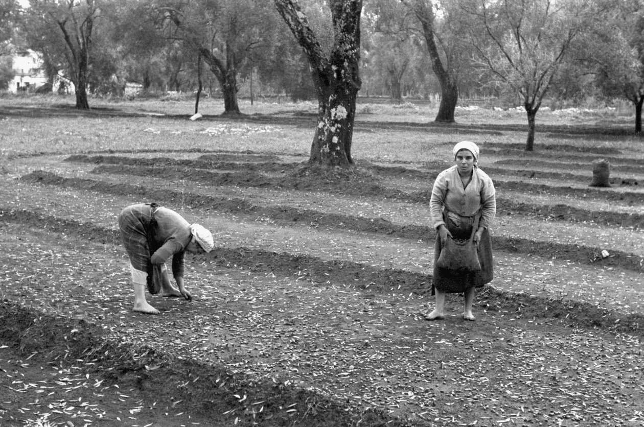 Olive Pickers by Ando Gilardi