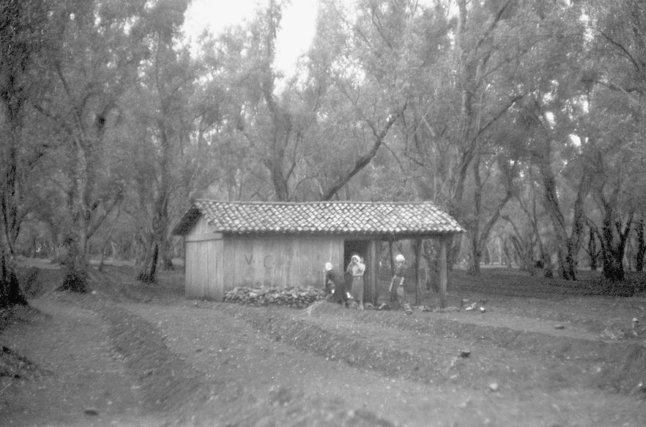 Shelter in the Olive Grove by Ando Gilardi