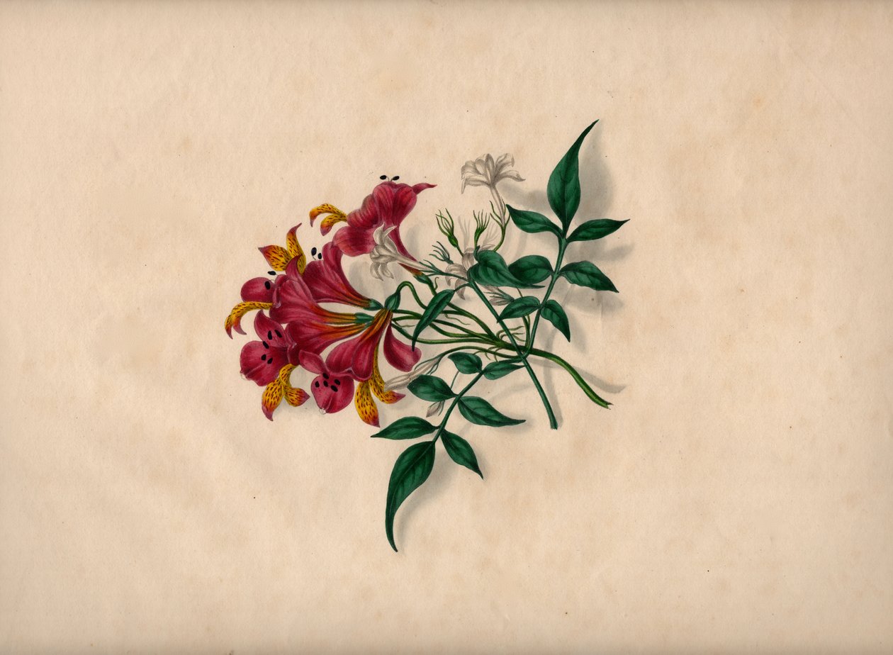 Lilies by André Limot