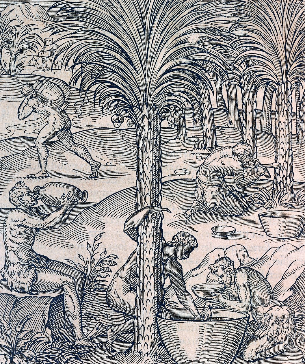 Inhabitants of Cape Verde making drinks from palm trees, engraving from Universal Cosmology, by Andre Thevet by Andre Thevet