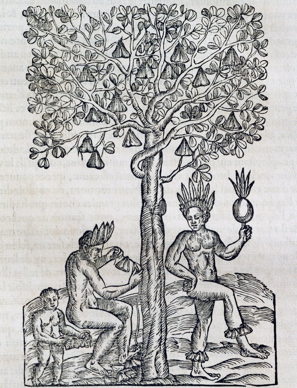 Nana Fruit, Tropical Medicinal Plant, from Universal Cosmology by Andre Thevet