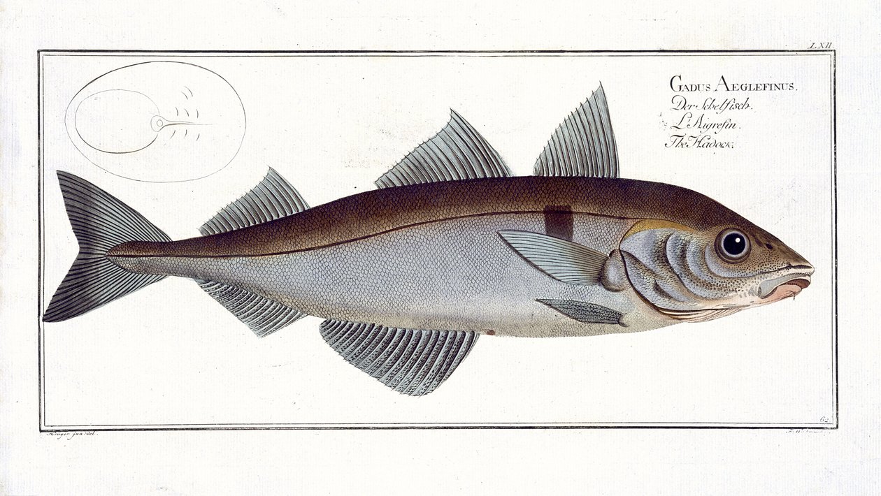 Haddock (Gadus Aeglefinus) plate LXII from 