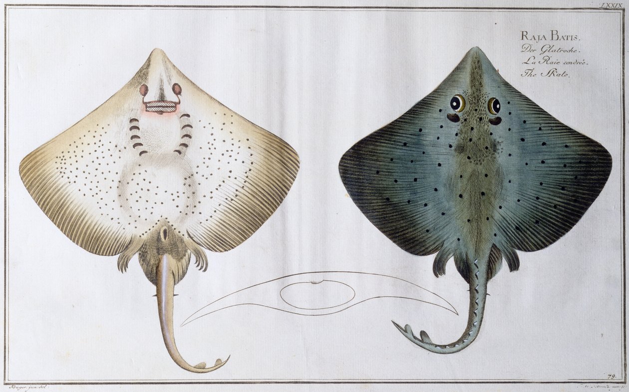 Skate: pub. by Black, c.1790 by Andreas Ludwig Kruger