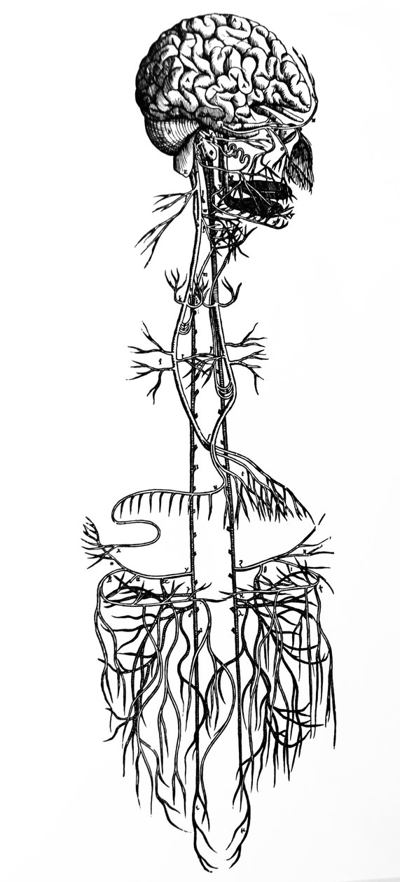 The Plates from the Fourth Book of the De Humani Corporis Fabrica by Andreas Vesalius