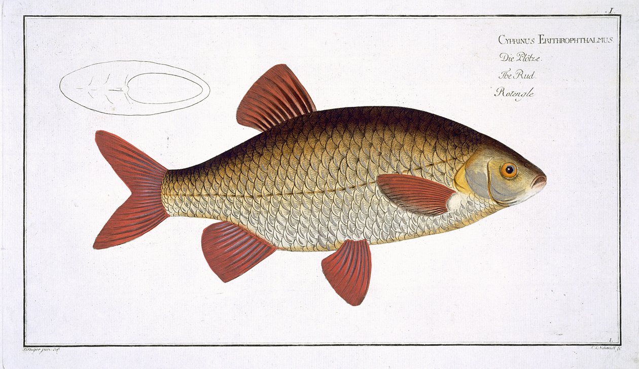 Red Carp (Cyprinus Erithrophthalmus) plate I from 