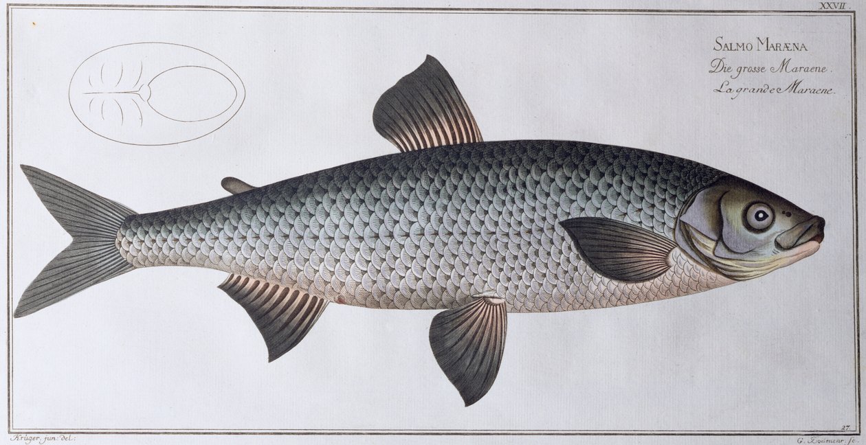Salmon: pub. by Black, c.1790 by Andreas Ludwig Kruger