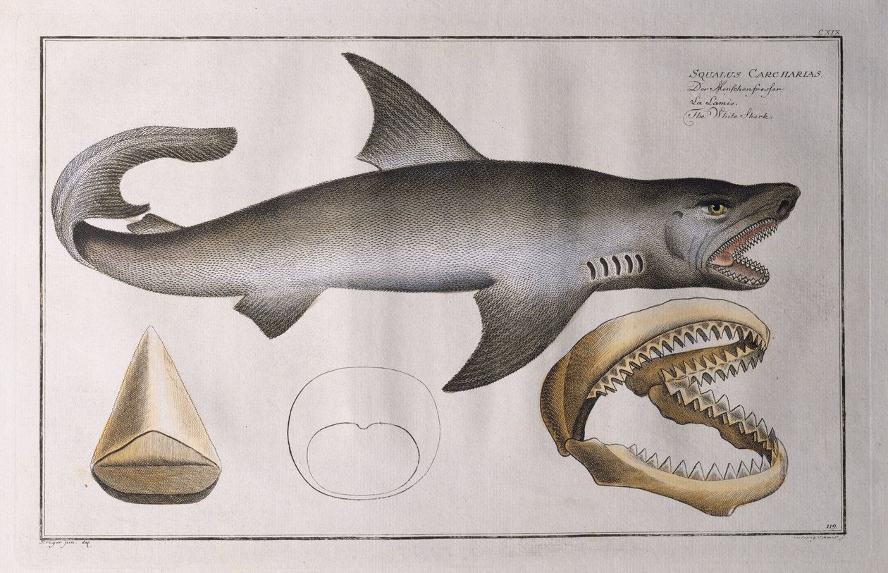 White Shark: pub. by Black, c.1790 by Andreas Ludwig Kruger
