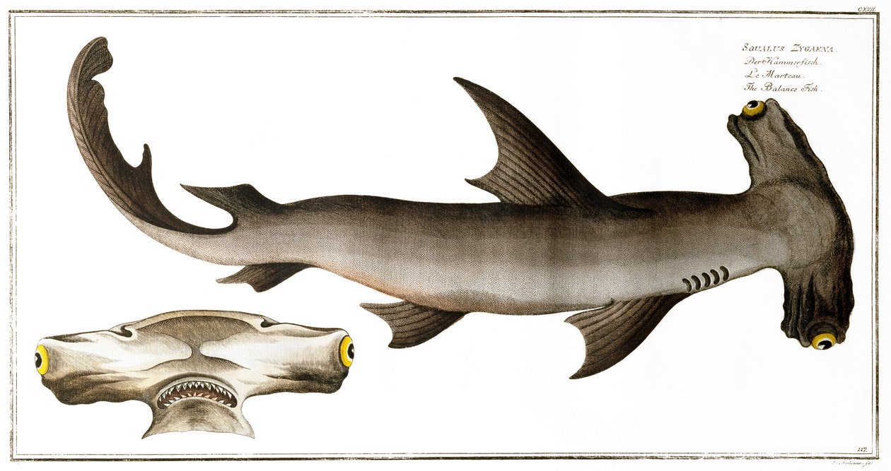 Hammerhead Shark (Balance Fish), published by Black by Andreas Ludwig Kruger
