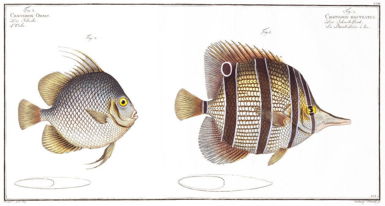 Orb Fish and Billed Fish, published by Black by Andreas Ludwig Kruger