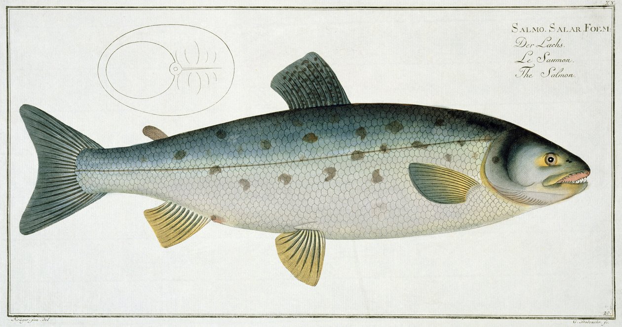 Salmon (Salmo Salar) Plate XX from 
