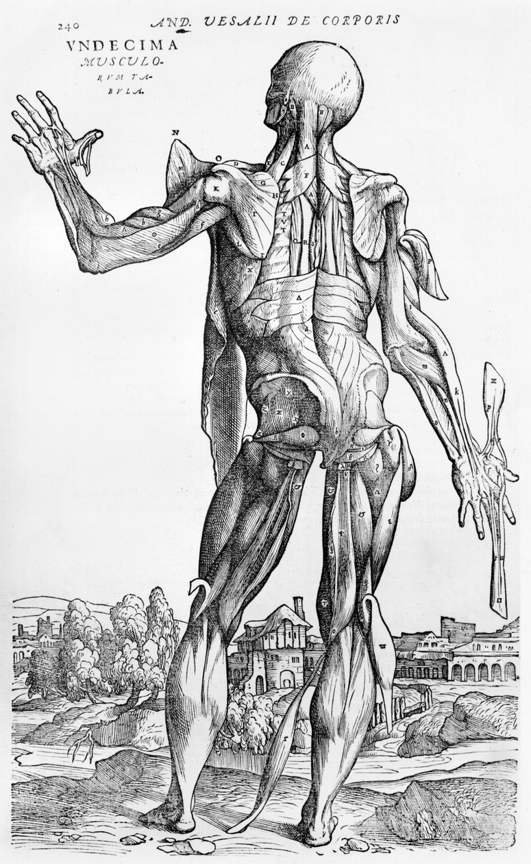 Anatomical Study, illustration from 