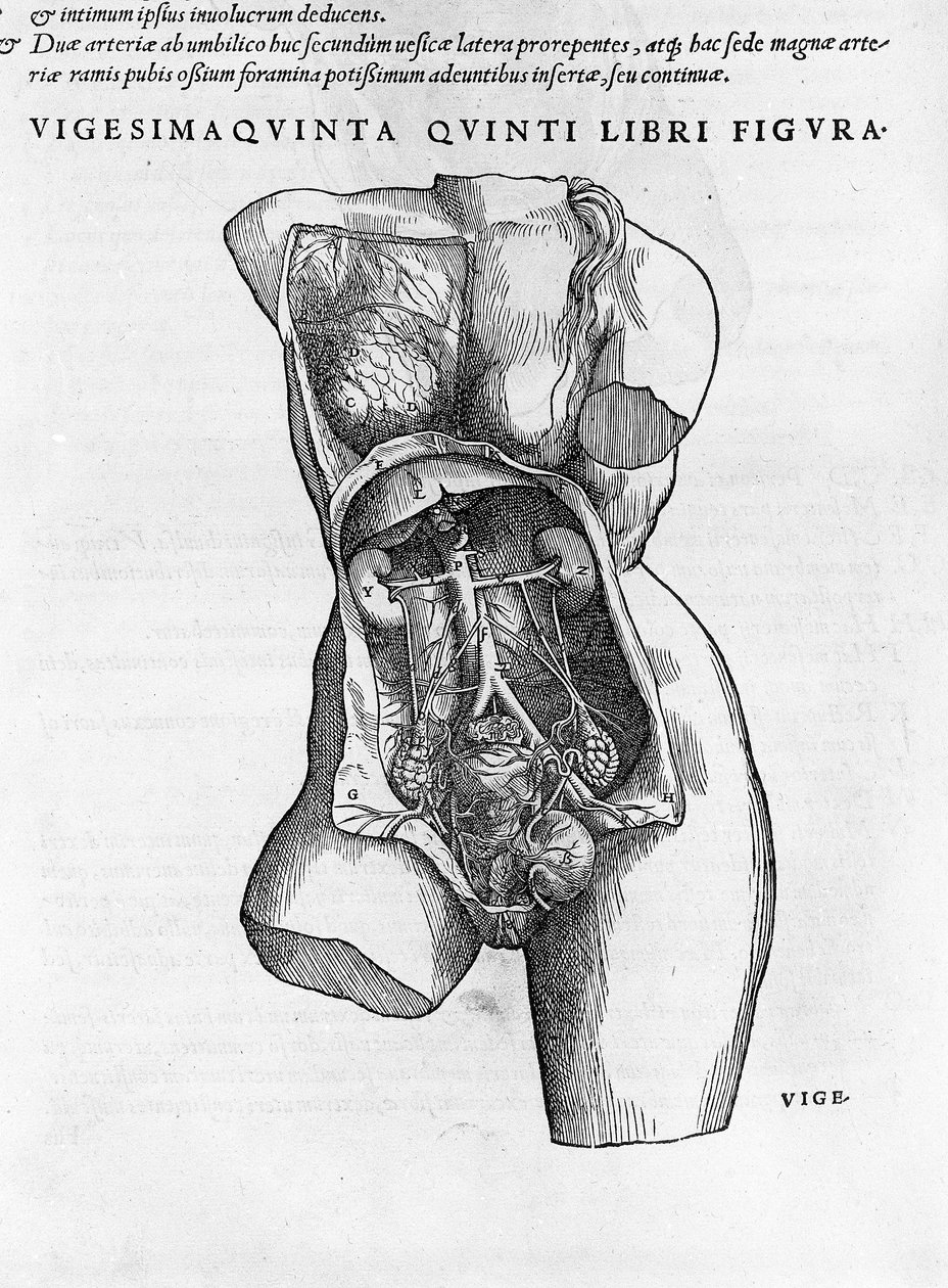 Anatomical Board of a Female Bust. Engraving in 