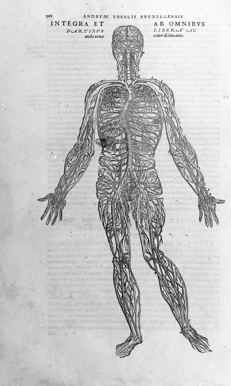 Andrea Vesalio (1514 - 1564), doctor of Charles V. “Humani corporis fabrica libri septem”, Basel 1543. by Andreas Vesalius