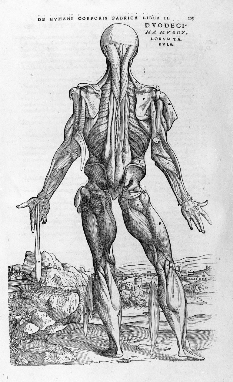 Andrea Vesalio (1514 - 1564), doctor of Charles V. “Humani corporis fabrica libri septem”, Basel 1543. by Andreas Vesalius