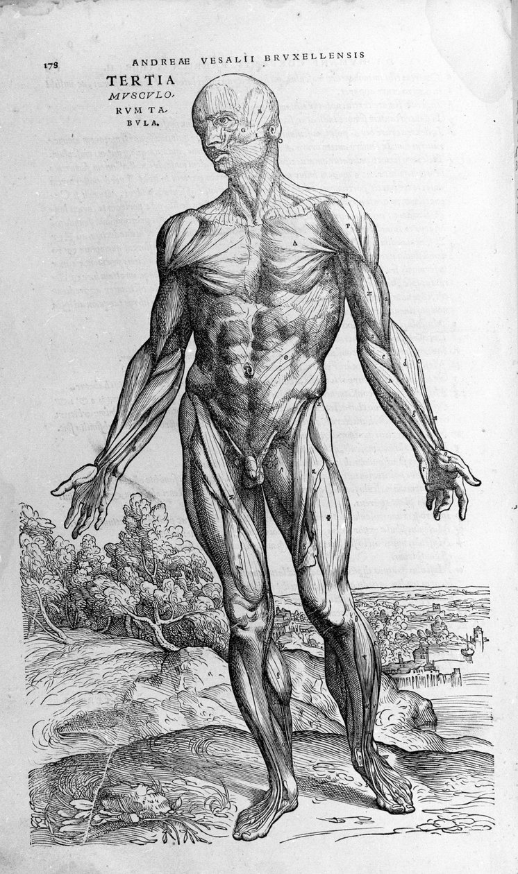 Andrea Vesalio (1514 - 1564), doctor of Charles V. “Humani corporis fabrica libri septem”, Basel 1543. by Andreas Vesalius