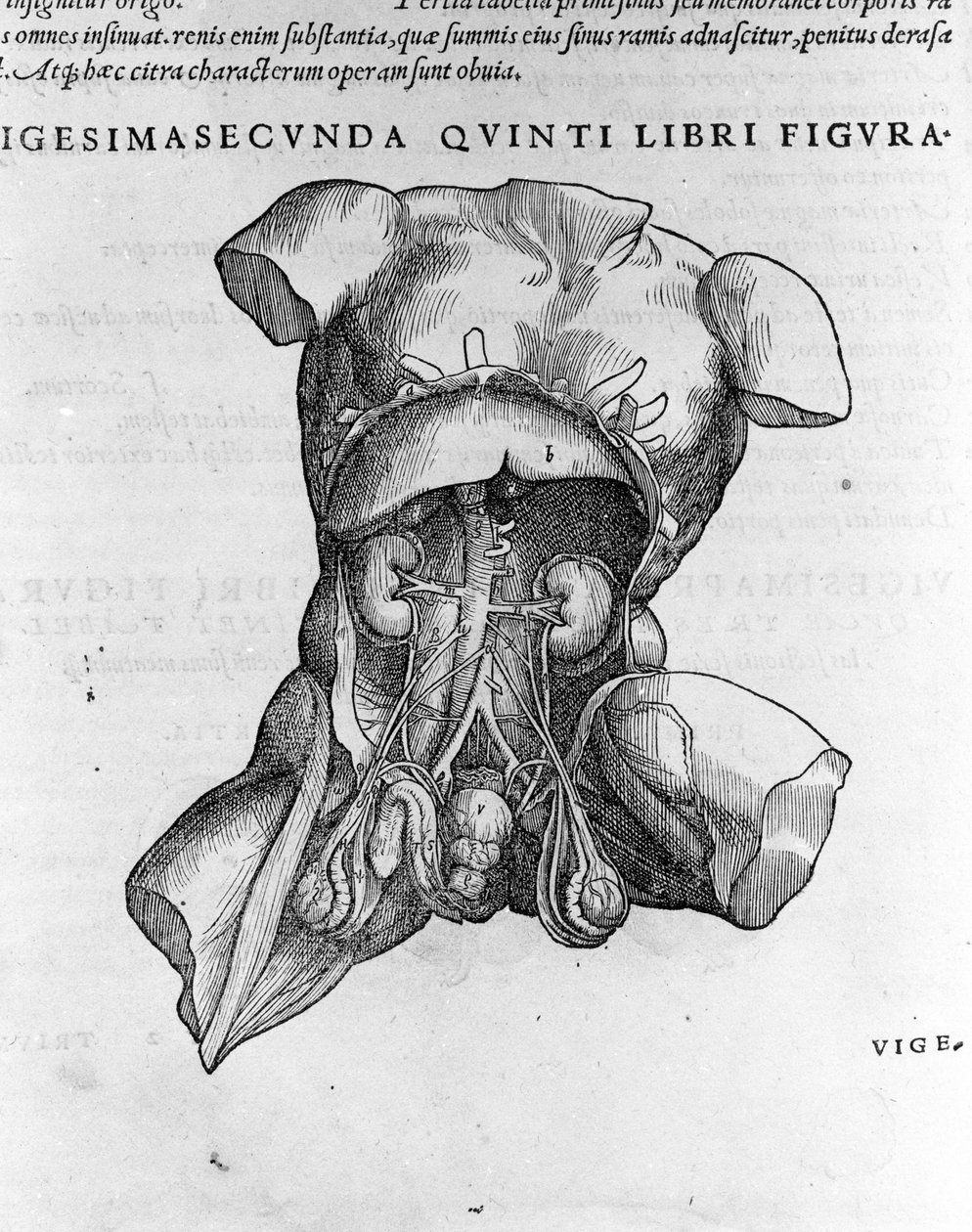 Andrea Vesalio (1514 - 1564), doctor of Charles V. “Humani corporis fabrica libri septem”, Basel 1543. by Andreas Vesalius