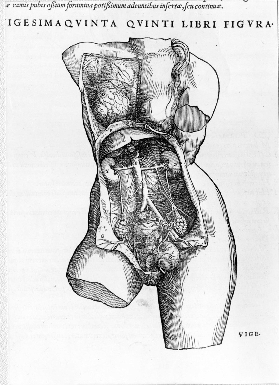 Plate taken from the treatise "De Humani Corporis Fabrica libri septem" by André Vésale (1514-1564), Dutch anatomist. Basel 1543 by Andreas Vesalius