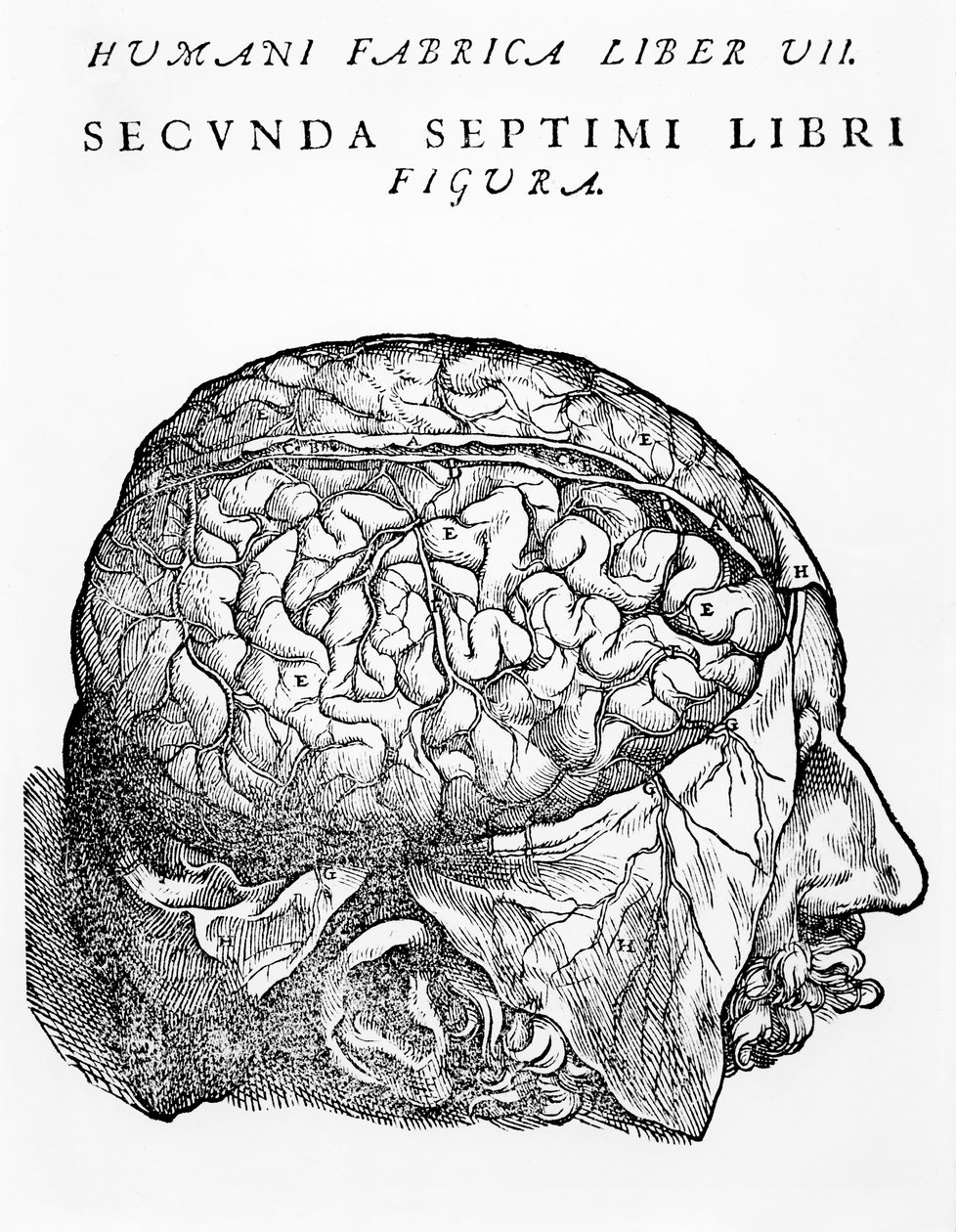 The Brain, illustration from 