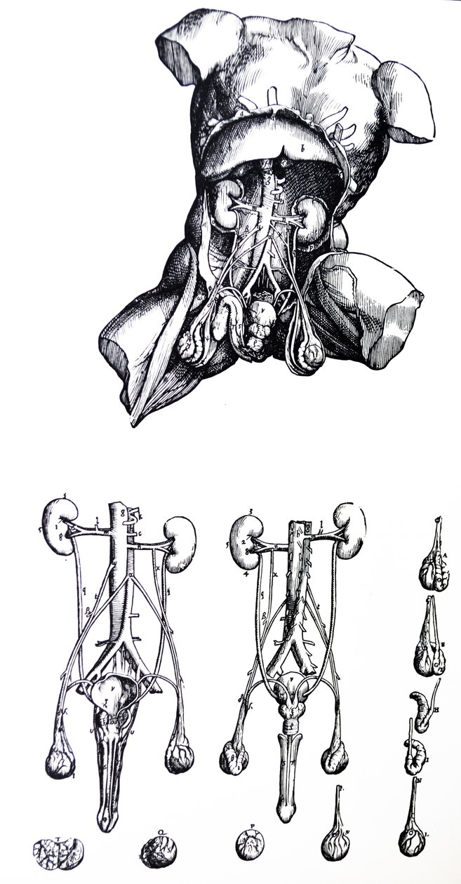 The Plates from the Fifth Book of the De Humani Corporis Fabrica by Andreas Vesalius