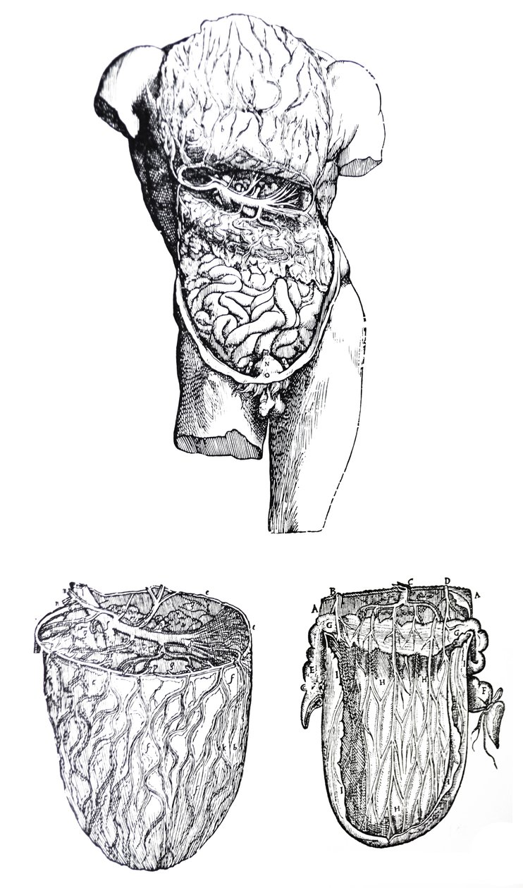 The Plates from the Fifth Book of the De Humani Corporis Fabrica by Andreas Vesalius