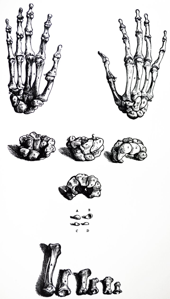 The Plates from the First Book of the De Humani Corporis Fabrica by Andreas Vesalius